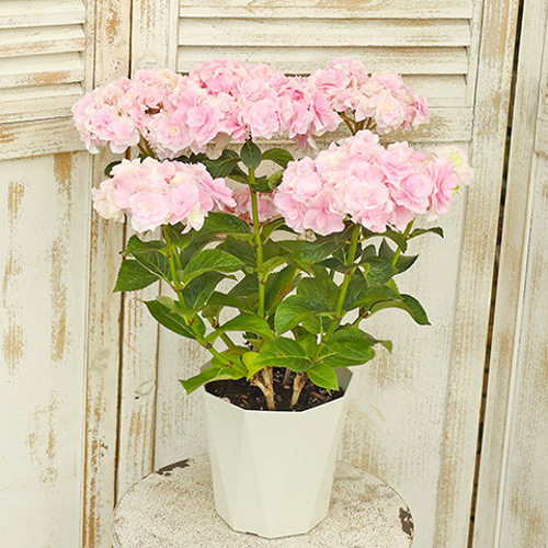 ☆ハイドランジア☆アジサイ☆☆８号鉢☆希少☆ アジサイ [雷音(ライオン) ブルー] 8号鉢(ハイドランジア アンティーク