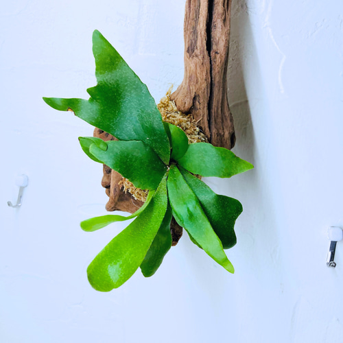 ビカクシダ・ネザーランドのお洒落な流木付け』⭐︎初売りフェア