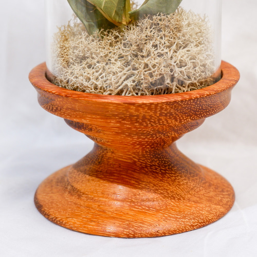 植物標本 ヒペリカム フリーズドライフラワー botanical specimen ハー