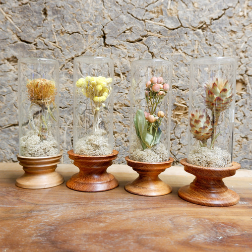 植物標本 ヒペリカム フリーズドライフラワー botanical specimen ハー