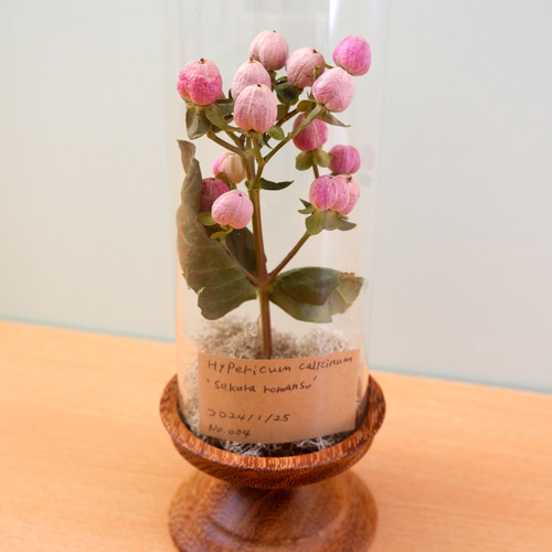 植物標本 ヒペリカム フリーズドライフラワー botanical specimen ハー