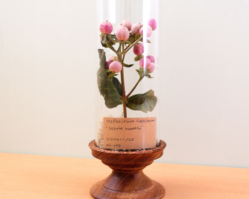 植物標本 ヒペリカム フリーズドライフラワー botanical specimen ハー