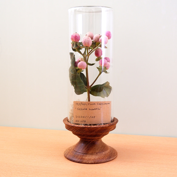 植物標本 ヒペリカム フリーズドライフラワー botanical specimen ハー