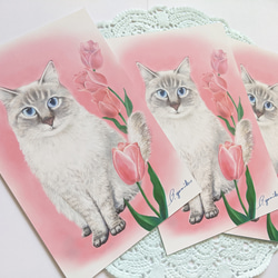 ❹花と猫 (３枚セット) 3枚目の画像