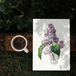 【紫のライラック アンティーク ボタニカルフラワー 】インテリア フラワーアートポスター Étape11 2枚目の画像