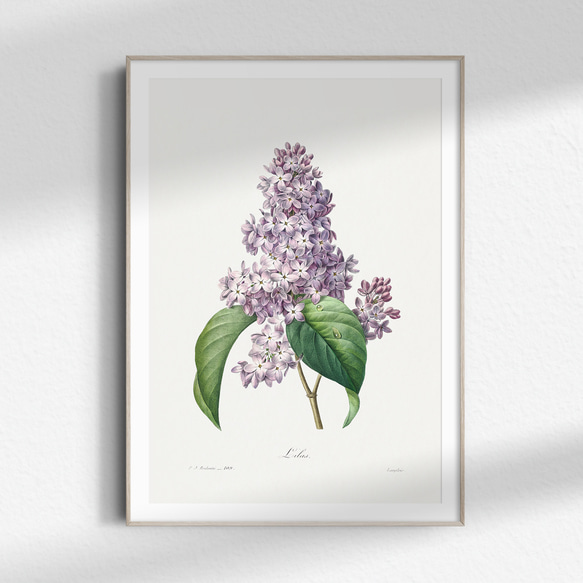 原画 フラワーアート 花の絵 花柄 ボタニカル 花図鑑　花　ガーデン 紫陽花 原画 フラワーアート 花の絵 花柄 ボタニカル 花図鑑 花