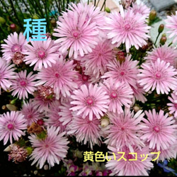 サマーポインセチア♡抜き苗 8〜20苗くらい 多肉植物 黄色い