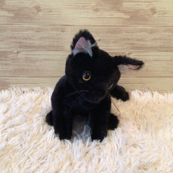 黒猫子猫　 3枚目の画像