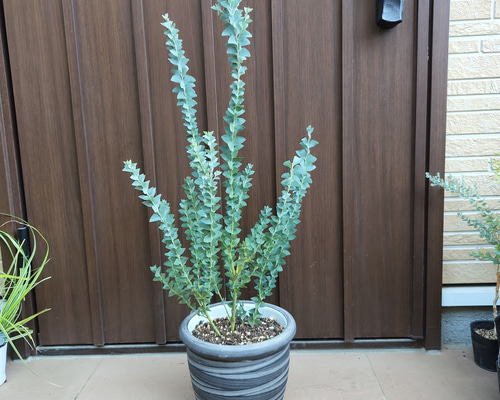 サンカクバアカシア　三角葉アカシア　テラコッタ鉢植え　苗ミモザ　ウェルカムツリー 三角の葉が可愛い♪サンカクバアカシア モダンテラコッタ鉢植え