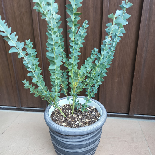 サンカクバアカシア　三角葉アカシア　テラコッタ鉢植え　苗ミモザ　ウェルカムツリー サンカクバアカシア　三角葉アカシア　テラコッタ鉢植え　苗ミモザ　ウェルカムツリー
