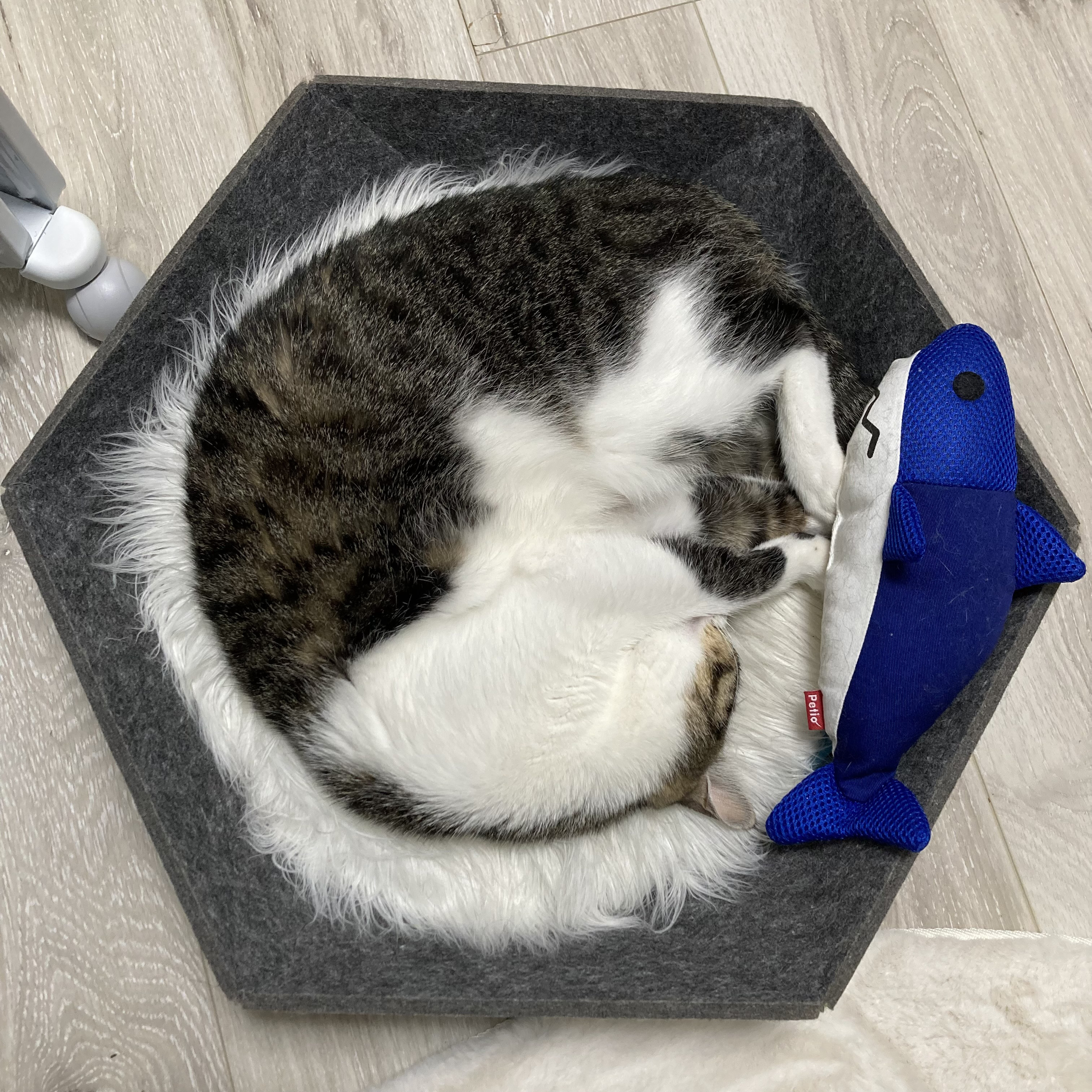 30％OFF｜Atomo（薄灰色）シンプルで美しい猫のベッド アート ペット