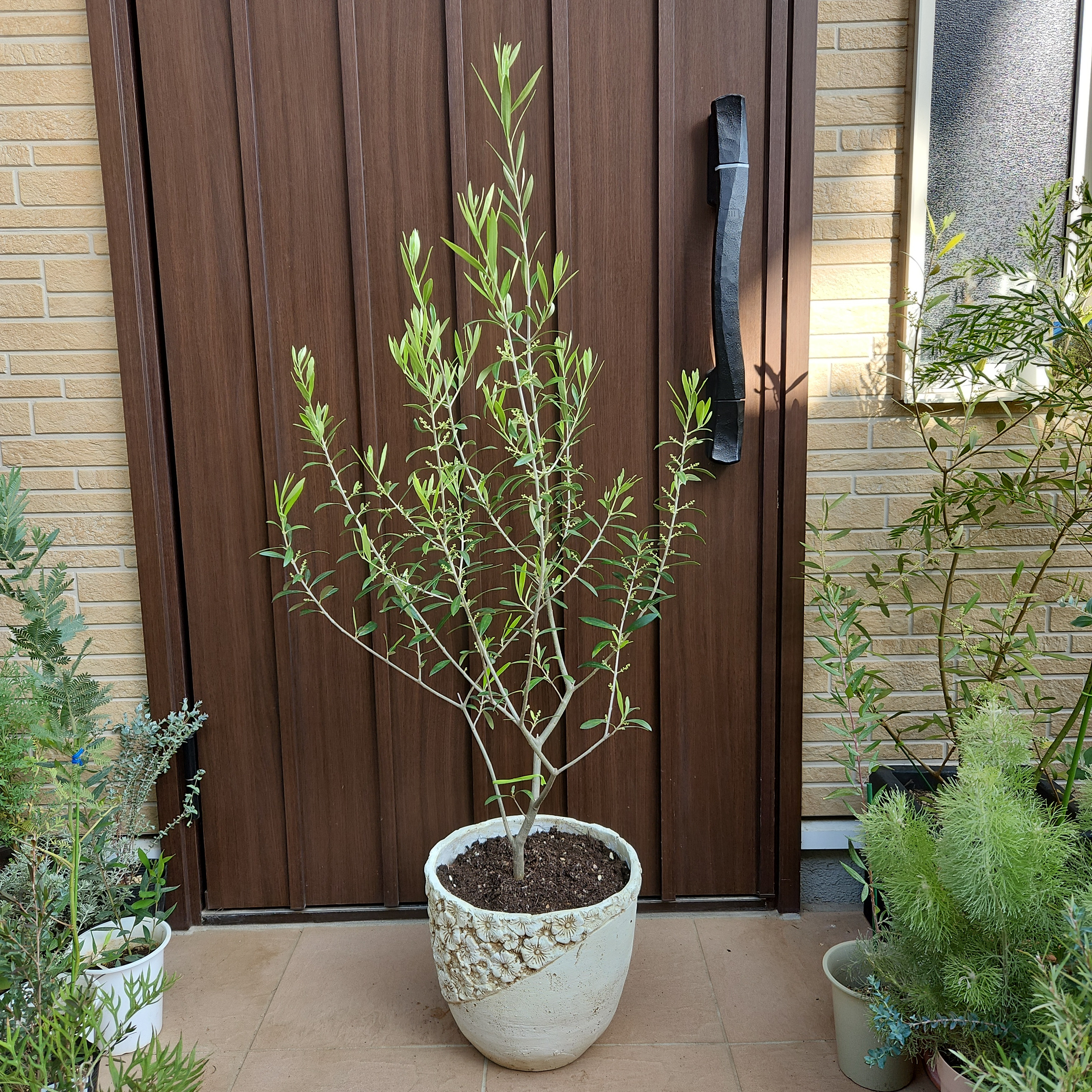 大きめ オリーブの木 エルグレコ 大型お洒落鉢植え 苗 シンボルツリー
