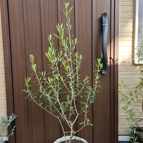 大きめ♪オリーブの木 エルグレコ 大型お洒落鉢植え 苗 シンボルツリー