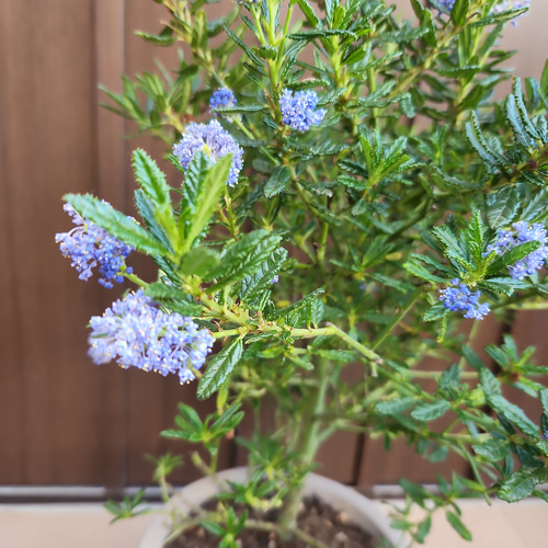 セアノサス カリフォルニアライラック テラコッタ鉢植え 苗木 アート