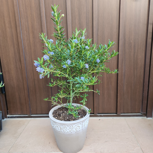 セアノサス カリフォルニアライラック テラコッタ鉢植え 苗木 アート