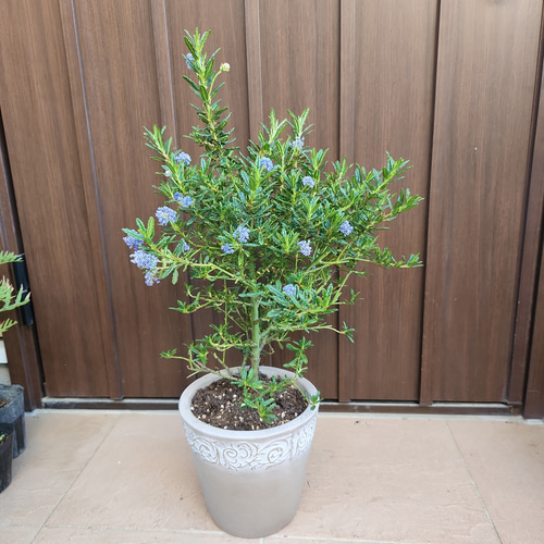 セアノサス カリフォルニアライラック 10号鉢 セアノサス