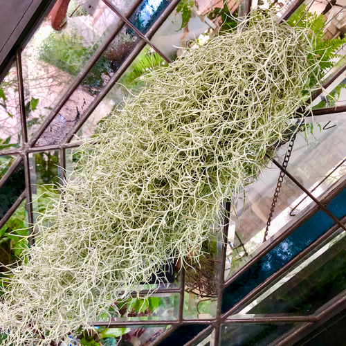 現品 種付き チランジア エアープランツ ウスネオイデス スパニッシュ