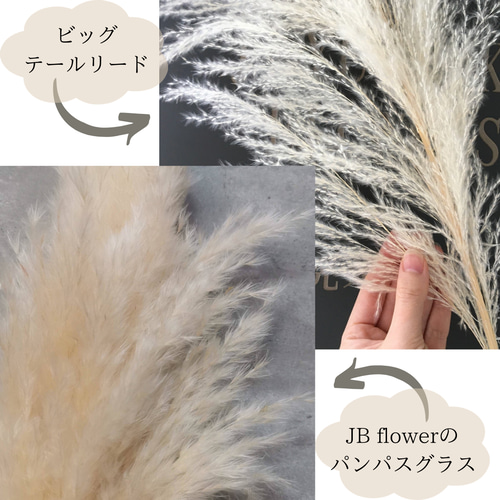 高品質・最安値】1本おまけ付き 3本セット 特大 パンパスグラス 高品質・最安値】1本おまけ付き 3本セット 特大 パンパスグラス
