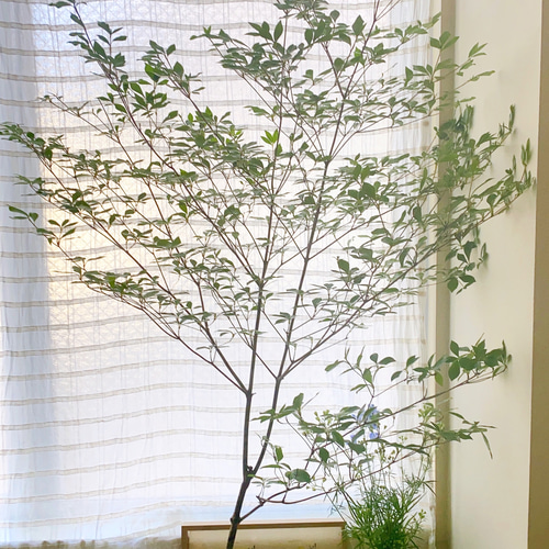 ナツハゼ 株立ち 287 （ナツハゼ 販売｜植木買うならグリーンロケット）