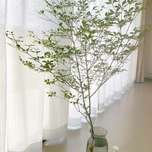 専用 10 山採り ドウダンツツジ 送料込み。山採りドウダンツツジ。