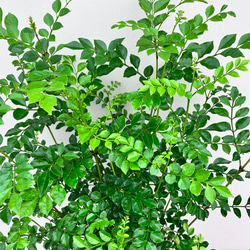 ☆再入荷☆シマトネリコ＊常緑樹＊シンボルツリー＊庭植え＊ガーデニング 3枚目の画像
