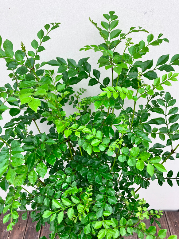☆再入荷☆シマトネリコ＊常緑樹＊シンボルツリー＊庭植え＊ガーデニング 3枚目の画像