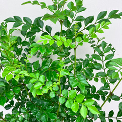 ☆再入荷☆シマトネリコ＊常緑樹＊シンボルツリー＊庭植え＊ガーデニング 5枚目の画像