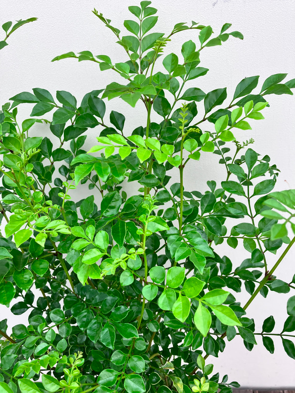 ☆再入荷☆シマトネリコ＊常緑樹＊シンボルツリー＊庭植え＊ガーデニング 5枚目の画像