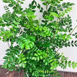 ☆再入荷☆シマトネリコ＊常緑樹＊シンボルツリー＊庭植え＊ガーデニング 6枚目の画像