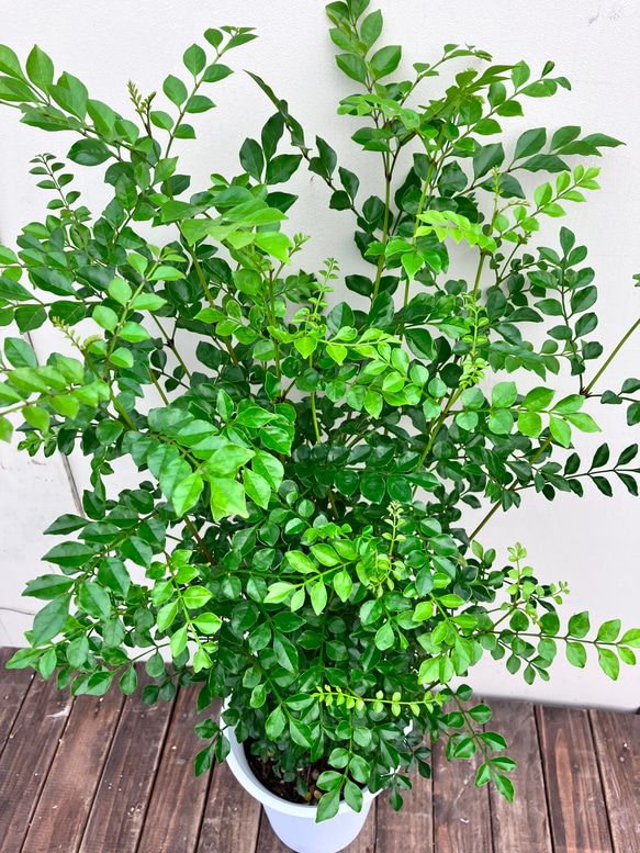 ☆再入荷☆シマトネリコ＊常緑樹＊シンボルツリー＊庭植え＊ガーデニング 6枚目の画像