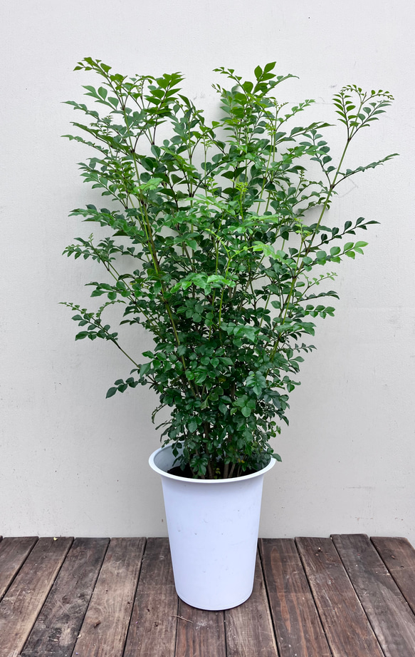 ☆再入荷☆シマトネリコ＊常緑樹＊シンボルツリー＊庭植え＊ガーデニング 1枚目の画像