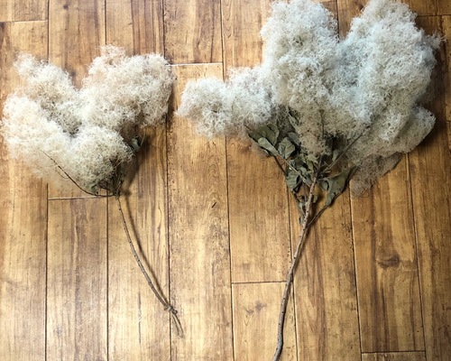 スモークツリー　ドライフラワー　枝 約140センチ　2本 スモークツリー 枝付き 2本 縦62・53cm 【特価】 ＊ ドライフラワー