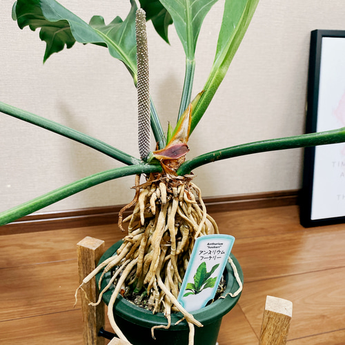 20000大型レア観葉植物 アンスリウム フーケリー