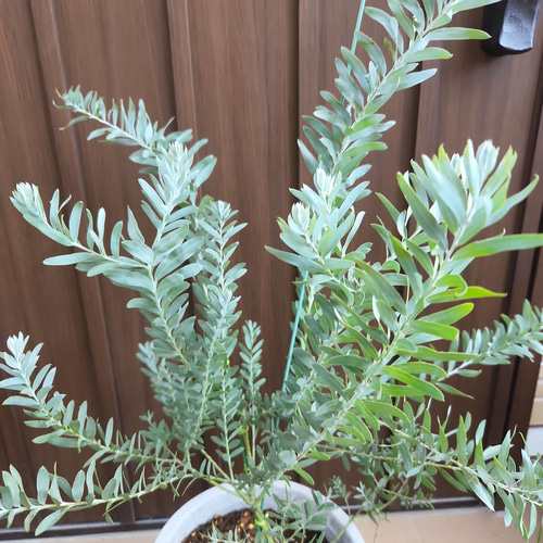 スタイリッシュプランツ§ アカシアブルーブッシュ コンクリート鉢植え