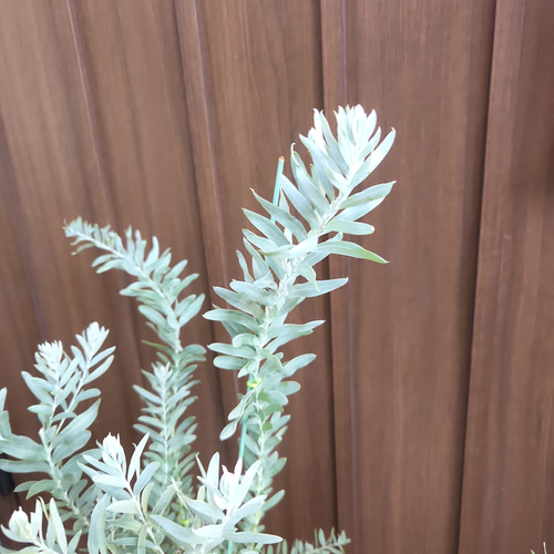 アカシア　ブルーブッシュ　スクエア型テラコッタ鉢植え　苗　ミモザ 花芽付き アカシアブルーブッシュ スクエア型テラコッタ鉢植え 苗