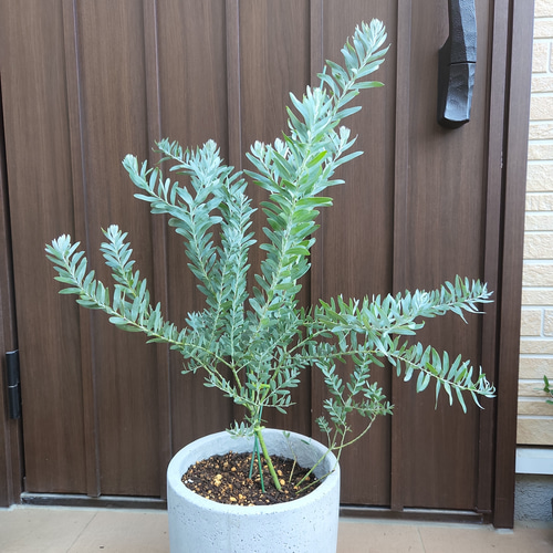 スタイリッシュプランツ§ アカシアブルーブッシュ コンクリート鉢植え