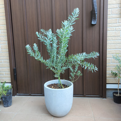 コーストバンクシア　鉢植え　苗木　オージープランツ　ロックガーデン 再販 コーストバンクシア 鉢植え2 大きめ苗 苗木 ワイルド