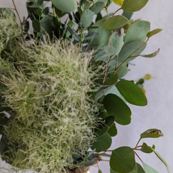 【予約販売】【早割】すぐに飾れる！爽やかなグリーンユーカリとふわふわスモークツリーの花瓶付きアレンジメント　シンプル 3枚目の画像