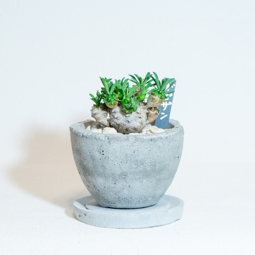 植木鉢 ハンドメイド 軽石 一点物