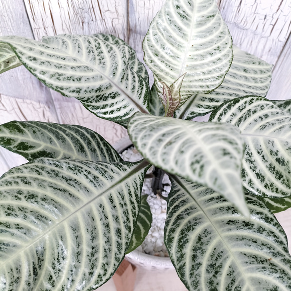 【ご購入者指定】アフェランドラ シルバークラウド　観葉植物 3枚目の画像