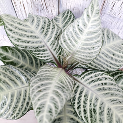 【ご購入者指定】アフェランドラ シルバークラウド　観葉植物 2枚目の画像