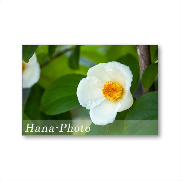 1590) 純白の美しい花　夏椿  　ポストカード5枚組 4枚目の画像