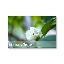 1590) 純白の美しい花　夏椿  　ポストカード5枚組 2枚目の画像