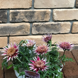 花苗＊宿根ガザニア サンバザーズ 「オトミ」豪華大輪 八重咲 その他