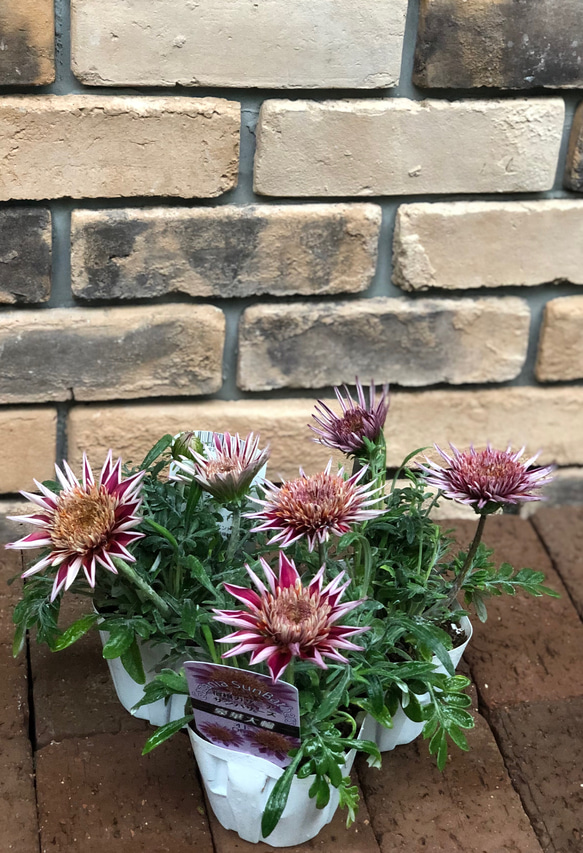 花苗＊宿根ガザニア サンバザーズ 「オトミ」豪華大輪 八重咲 その他