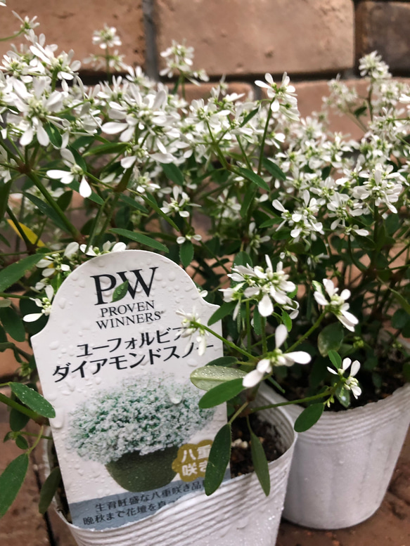 ＊花苗＊ユーフォルビア「ダイアモンドスノー」PW お値下げしました 3枚目の画像