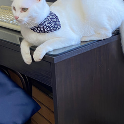 首輪を嫌がる猫も着けていられる・簡単装着・立体裁断・3枚組・ヒョウ柄 15枚目の画像