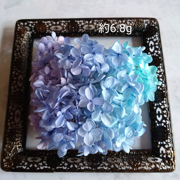 紫陽花 薄めパープル〜ブルー　ハーバリウムの花材などに　 1枚目の画像