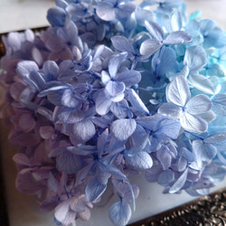 紫陽花 薄めパープル〜ブルー　ハーバリウムの花材などに　 2枚目の画像