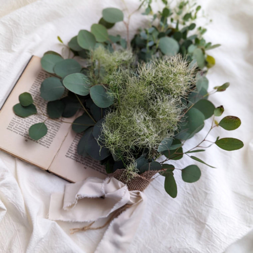 ☆ちる☆　スモークツリーふわふわ完売！ ☆ちる☆ スモークツリーふわふわ完売！ スモークツリーの苗